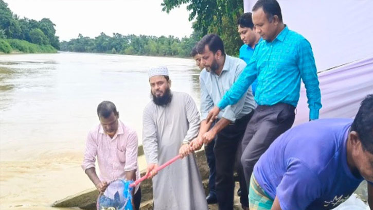 মনু নদীতে পোনা মাছ অবমুক্ত কর্মসূচি উদ্বোধন