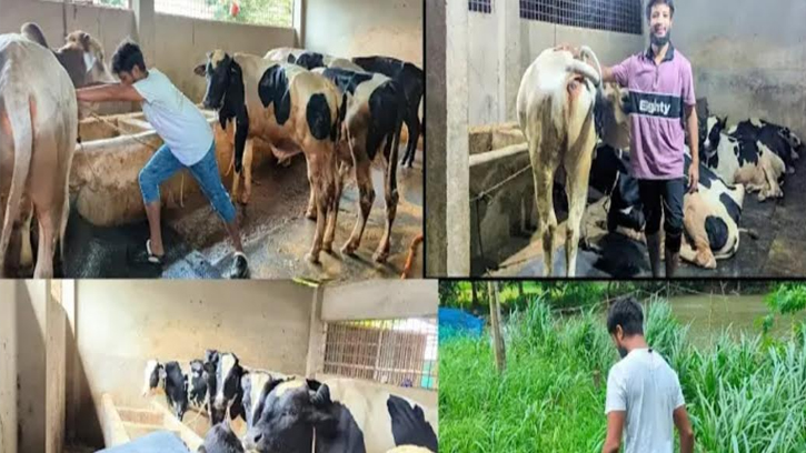 রাজশাহীতে গবাদিপশুর খাদ্যের তীব্র সংকট, খামারিরা বিপাকে