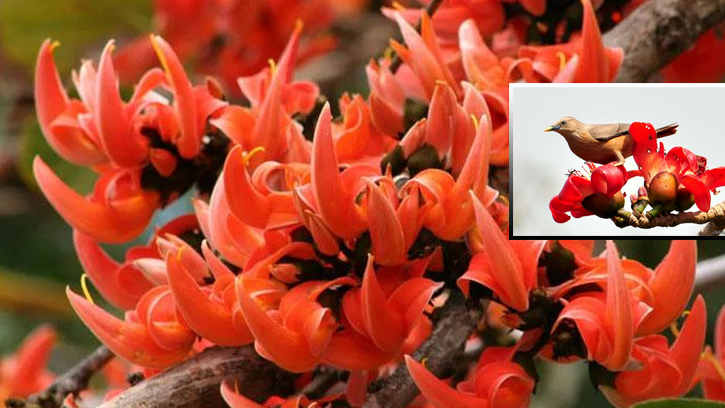 পলাশ-শিমুলে আগুনরাঙা বসন্তের সূচনা
