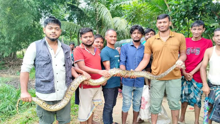 ধানখেতে ১০ ফুট লম্বা অজগর, গ্রামে চাঞ্চল্য