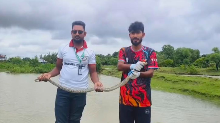 পটুয়াখালীতে ৫ ফুট দৈর্ঘ্যের বিষধর পদ্ম গোখরা উদ্ধার