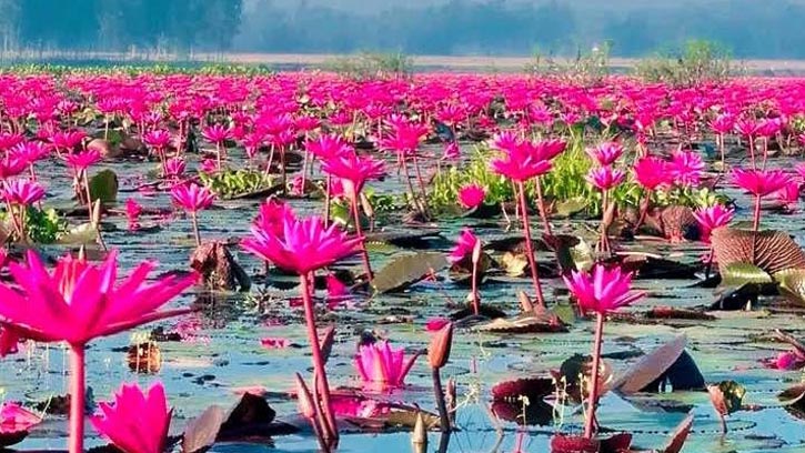 সৌন্দর্যের লীলাভূমি 