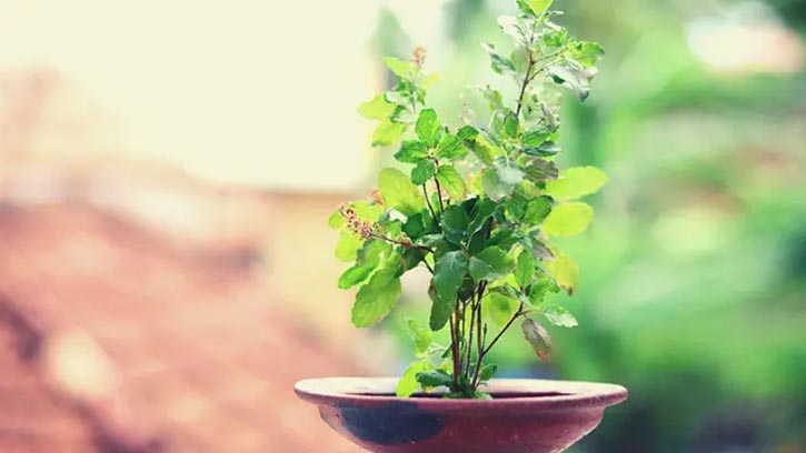 মানসিক চাপ কমায় তুলসি গাছ