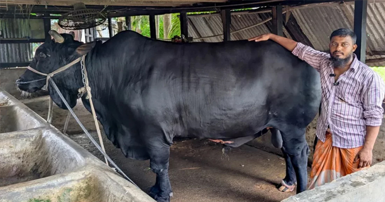খালেদা জিয়াকে উপহার দেওয়া ‘কালো মানিক’ এবার কুরবানির হাটে