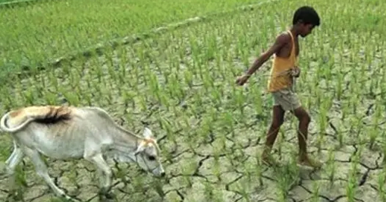 জলবায়ু পরিবর্তনে চাপে কৃষি, খাদ্য নিরাপত্তায় বাড়ছে শঙ্কা