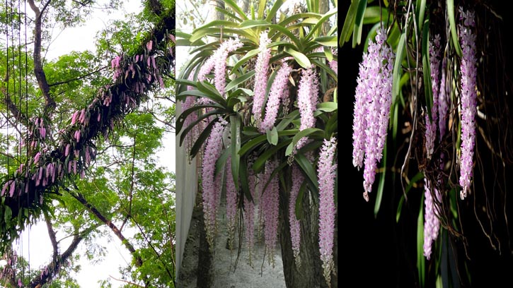 প্রকৃতির দারুণ সৃষ্টি ফক্সটেইল অর্কিড
