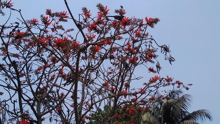ফাল্গুনের রক্তিম আভা: বাংলার প্রকৃতিতে অনন্য ‘কাঁটা মাদার’