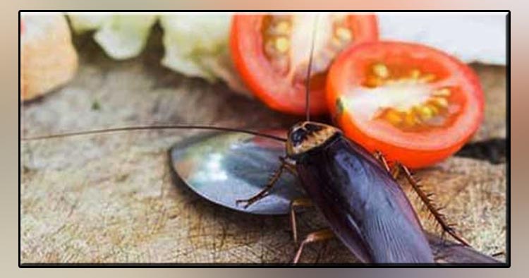 রান্নাঘরে তেলাপোকা? জানুন তাড়ানোর সহজ উপায়