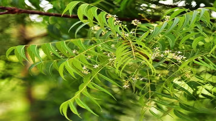 স্বাস্থ্যরক্ষায় নিম, তবে নিয়ম মেনে ব্যবহার জরুরি
