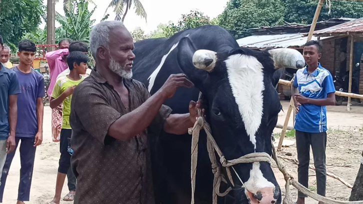 হাট কাঁপাতে আসছে ১২০০ কেজির “দিনাজপুরের মহারাজা”, দাম ২০ লাখ