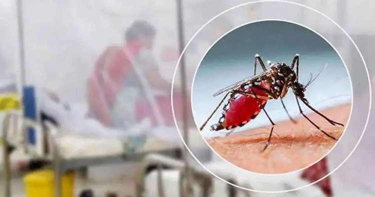 ২৪ ঘণ্টায় ডেঙ্গু আক্রান্ত হয়ে হাসপাতালে ভর্তি আরও ৬৮ জন