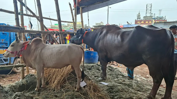 ‘মহিষ কিনলে গরু ফ্রি’ অফারেও জমেনি গাবতলীর হাট